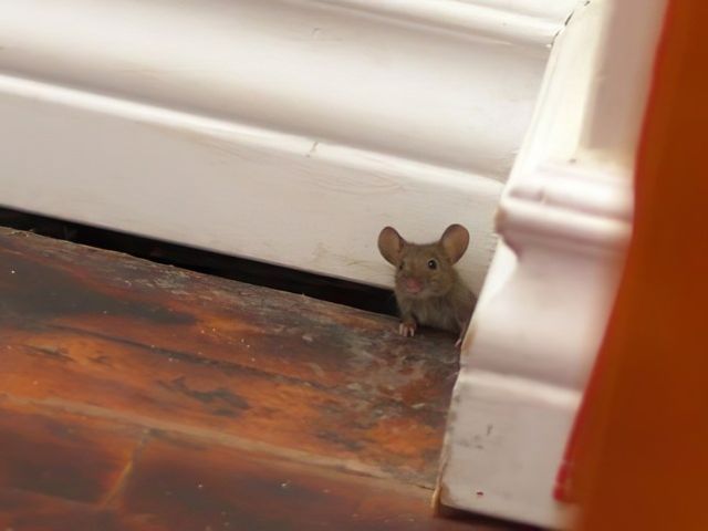 adur-pest-control (5)-kireth-ai
